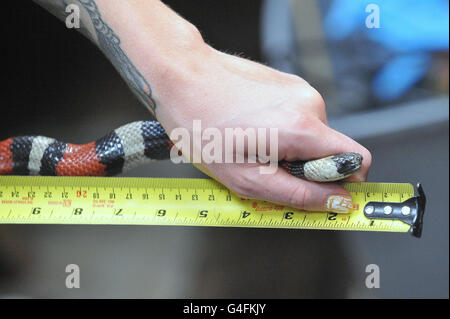 Reptilienbewahrerin Sarah Dempsey misst eine Puebla Milk Snake als Teil der jährlichen Einwaage im ZSL London Zoo. Stockfoto