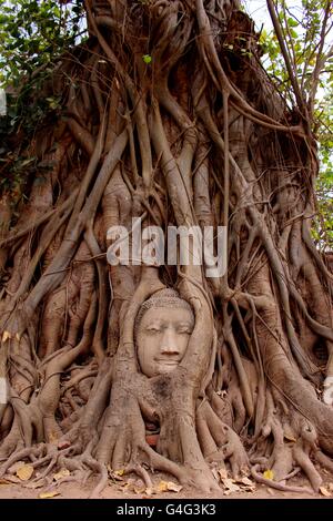 Der Stein Buddha Kopf verschlungen in Baumwurzeln im Wat Mahathat Ayutthaya ist eines der klassischen fotografischen Bilder aus Thailand. Stockfoto