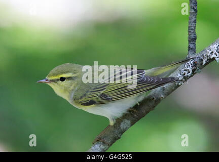 Waldsänger, Phylloscopus sibilatrix, sitzt auf dem Zweig Stockfoto