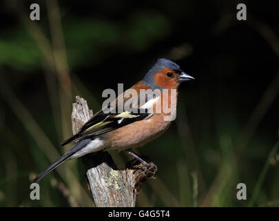 Buchfink, gewöhnlicher Buchfink, Fringilla coelebs Stockfoto