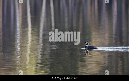 Great Crested Grebe schwimmen über Muster gebildet durch Baum Reflexionen Stockfoto