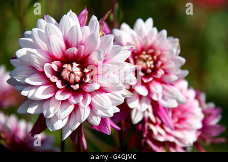 Schöne Herbstblumen - Dahlia Aster-Familie. Stockfoto