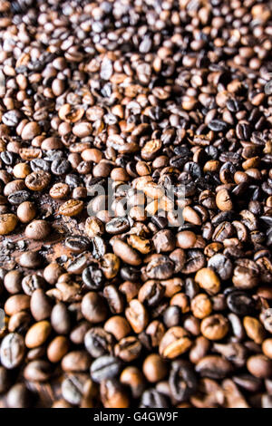 Kaffee Luwak durch die Luwak Katze gemacht. Bali, Indonesien. Stockfoto