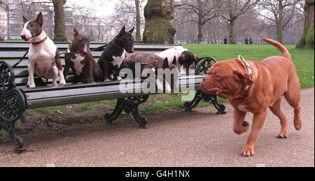 Bailey, der französische Mastiff, „inspiziert“ eine Reihe von Miniature Bull Terrier beim Start von Crufts 1999 im Londoner Green Park. Der französische Mastiff (Dogue de Bordeaux) ist ein Neuzugang auf der Liste der wichtigsten Hundeausstellung, die im NEC Birmingham stattfinden wird. Stockfoto