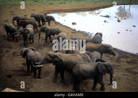 Royalty - Queen Tour von Kenia - Treetops Hotel Stockfoto