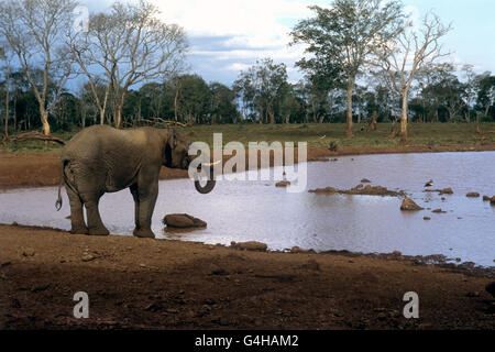 Royalty - Queen Tour von Kenia - Treetops Hotel Stockfoto