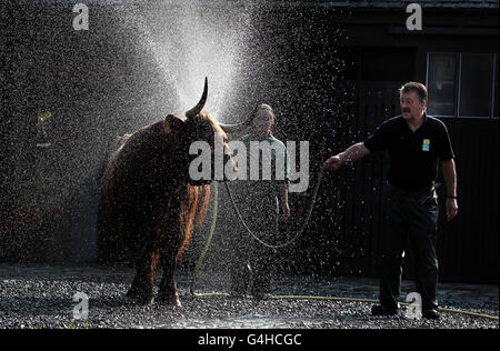 Internationale Highland Cattle Show Stockfoto