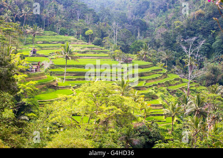 Ernten von Reisfeldern an einem heißen sonnigen Nachmittag in der Nähe von Ubud, Bali, Indonesien Stockfoto