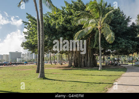 Banyan-Baum in Waikiki, Oahu, Hawaii Stockfoto