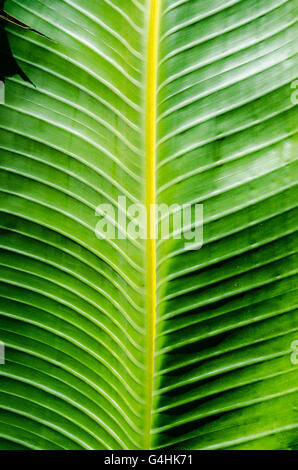 Ein Giant Bird Of Paradise-Blatt (Strelitzia Nicolai) Stockfoto