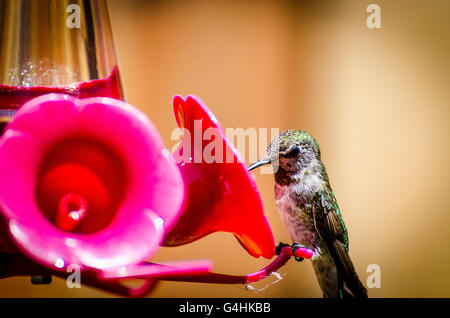 Eine weibliche Anna Kolibri auf einem Feeder in Kalifornien Stockfoto