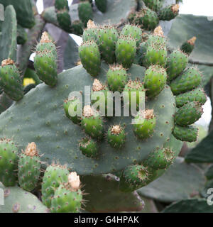 essbare Früchte eines Kaktus Opuntia Stockfoto