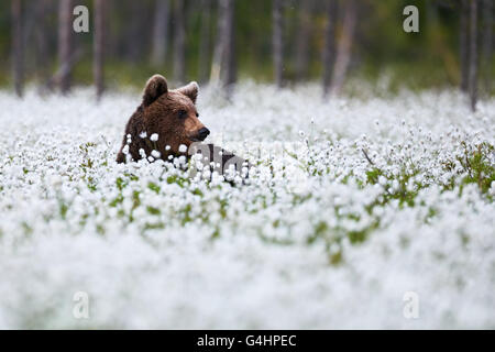 Braunbär liegend unter dem Wollgras in der finnischen taiga Stockfoto