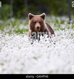 Braunbär liegend unter dem Wollgras in der finnischen taiga Stockfoto