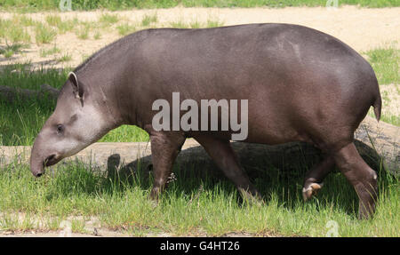 Flachland Tapir Tapirus Terrestris, Zoo, Veszprem, Ungarn Stockfoto