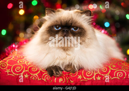 Lustige Perser Colourpoint Katze liegt auf einem roten Kissen vor einem Weihnachtsbaum Stockfoto