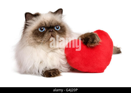 Süße Liebhaber Valentine Perser Colourpoint Katze mit einem roten Herzen Stockfoto