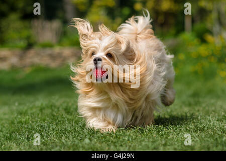 Spielerische orange Havaneser Hund läuft mit einem pinkfarbenen Ball im Mund Stockfoto