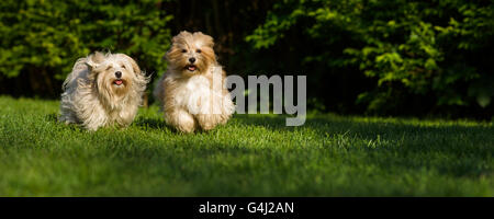 Zwei glückliche Havaneser Hund läuft auf der Wiese Stockfoto