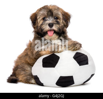 Niedlichen glücklich Havaneser Welpe Hund spielt mit einem Fußball Ball Spielzeug Stockfoto