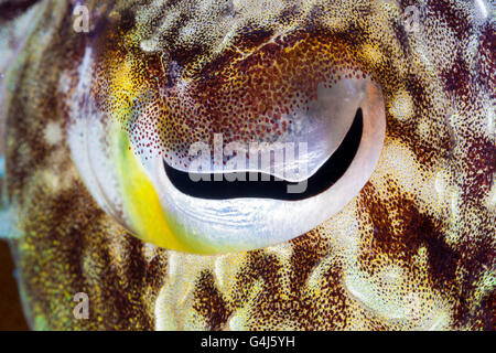 Auge des Tintenfisch, Sepia SP., Ambon, Molukken, Indonesien Stockfoto