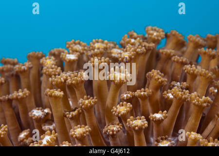 Nahaufnahme von Flower Pot Koralle Polypen, Goniopora SP., Ambon, Molukken, Indonesien Stockfoto