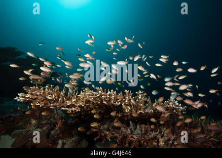 Rote Wangen Anthias über Coral Reef, Pseudanthias Huchtii, Ambon, Molukken, Indonesien Stockfoto