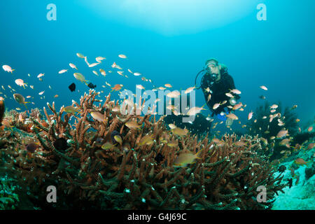 Rote Wangen Anthias über Korallenriff und Taucher, Pseudanthias Huchtii, Ambon, Molukken, Indonesien Stockfoto