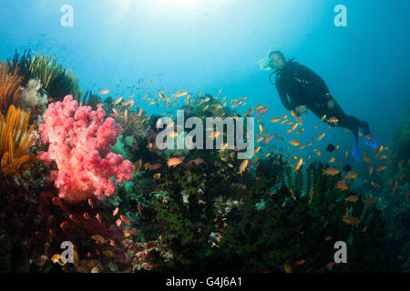 Rote Wangen Anthias über Korallenriff und Taucher, Pseudanthias Huchtii, Ambon, Molukken, Indonesien Stockfoto