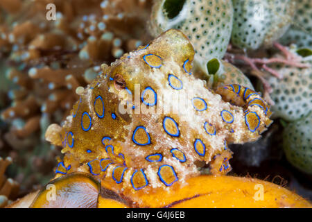 Giftige Blue Ring Octopus, Hapalochlaena Lunulata, Ambon, Molukken, Indonesien Stockfoto