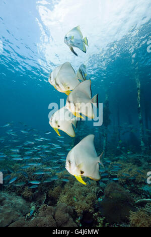Longfin Fledermausfischen unter Aborek Jetty, Platax Teira, Raja Ampat, West Papua, Indonesien Stockfoto