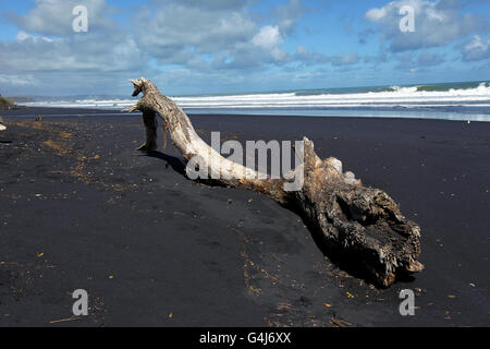 Reiseständer - Neuseeland. Schwarze Sandstrände in der Region Waikato in Neuseeland. Stockfoto