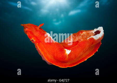 Spanische Tänzerin Nacktschnecken, Hexabranchus Sanguineus, Raja Ampat, West Papua, Indonesien Stockfoto