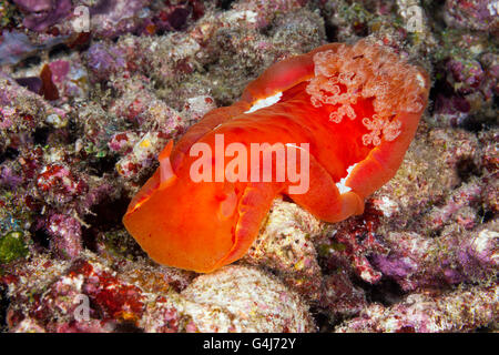 Spanische Tänzerin Nacktschnecken, Hexabranchus Sanguineus, Raja Ampat, West Papua, Indonesien Stockfoto