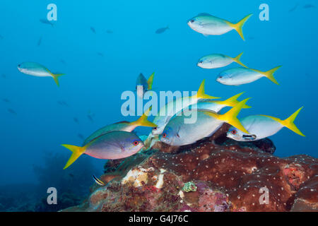 Fischschwarm robuste Fusiliers, Caesio Cuning, Raja Ampat, West Papua, Indonesien Stockfoto