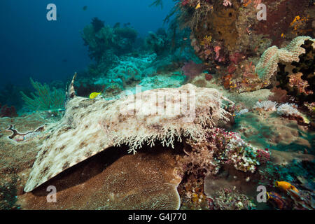 Quasten Wobbegong, Eucrossorhinus Dasypogon, Raja Ampat, West Papua, Indonesien Stockfoto