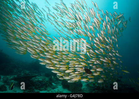 Schwarm von Bengal Snapper und Big-Eye Snapper, Lutjanus Bengalensis, Lutjanus Lutjanus, Raja Ampat, West-Papua, Indonesien Stockfoto