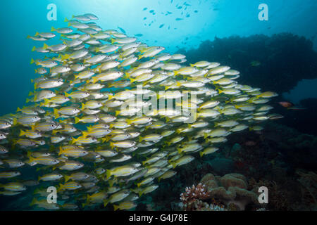 Schwarm von Bengal Snapper und Big-Eye Snapper, Lutjanus Bengalensis, Lutjanus Lutjanus, Raja Ampat, West-Papua, Indonesien Stockfoto