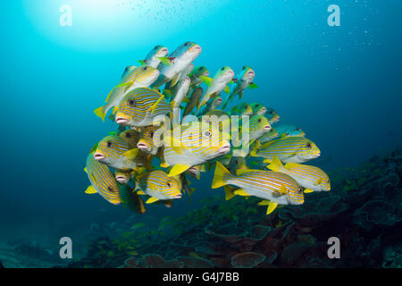 Fischschwarm von gelb-Band Süßlippen, Plectorhinchus Polytaenia, Raja Ampat, West Papua, Indonesien Stockfoto