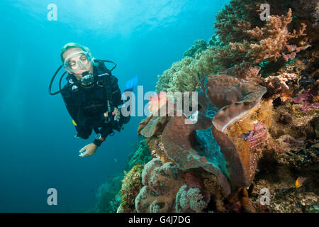 Taucher und Riesenmuschel, Tridacna Squamosa, Raja Ampat, West Papua, Indonesien Stockfoto