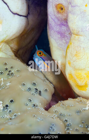 Tailspot Combtooth Blenny, Ecsenius Stigmatura, Raja Ampat, West Papua, Indonesien Stockfoto