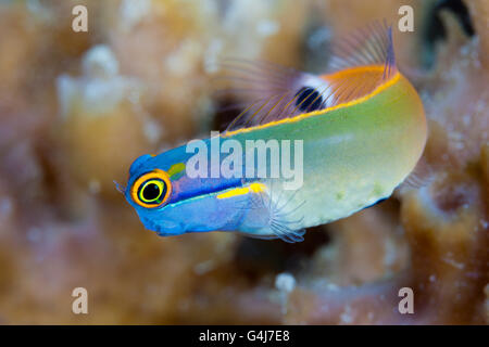 Tailspot Combtooth Blenny, Ecsenius Stigmatura, Raja Ampat, West Papua, Indonesien Stockfoto