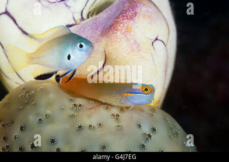 Tailspot Combtooth Blenny, Ecsenius Stigmatura, Raja Ampat, West Papua, Indonesien Stockfoto