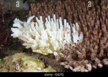 Korallenbleiche, Acropora, Raja Ampat, West Papua, Indonesien Stockfoto
