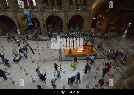 Museum of Natural History, London UK Stockfoto
