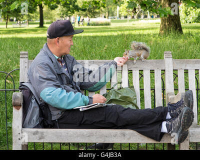 Ein asiatischer Mann ernährt sich ein Eichhörnchen in einem Londoner park Stockfoto