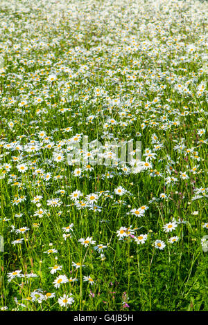 Luftige farbigen Wildblumen Hintergrundbeleuchtung mit Sonnenschein in einem Londoner park Stockfoto