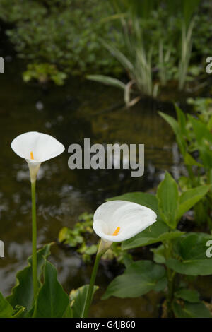 Arum Lilie wächst als eine marginale Wasserpflanze in einem Gartenteich. Stockfoto