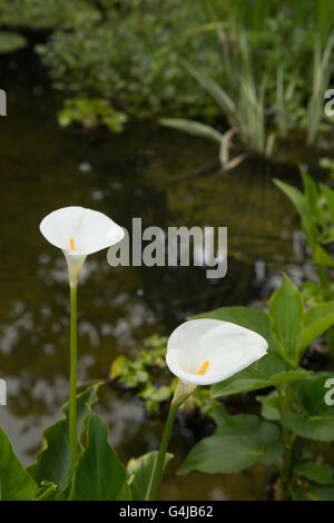 Arum Lilie wächst als eine marginale Wasserpflanze in einem Gartenteich. Stockfoto