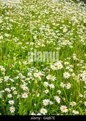 Luftige farbigen Wildblumen Hintergrundbeleuchtung mit Sonnenschein in einem Londoner park Stockfoto